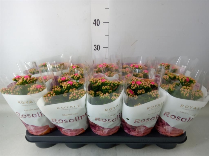 <h4>Kalanchoe blos. 'RosDon Nando'</h4>