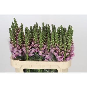 Antirrhinum majus 'Costa Summer Lavender'