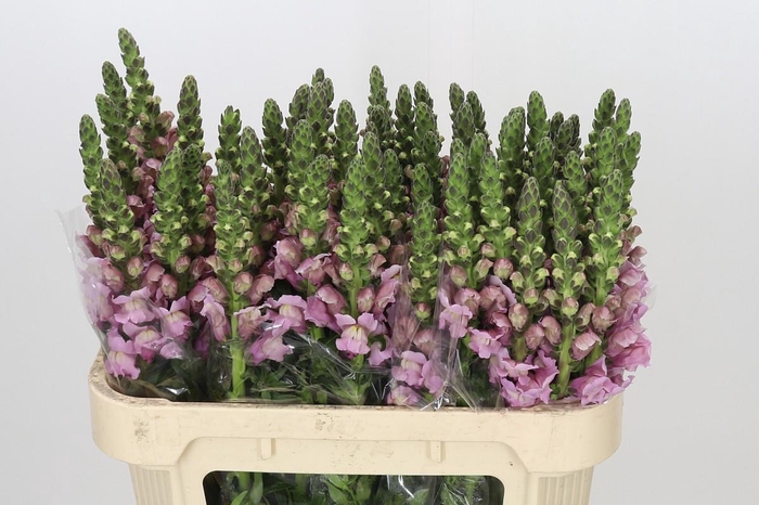 <h4>Antirrhinum majus 'Costa Summer Lavender'</h4>