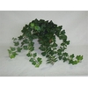 Hedera Helix Wonder Beperkt leverbaar