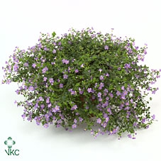 SUT BA CA TRAIL BLUE