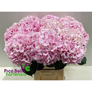 Hydr M My Vienna 60cm