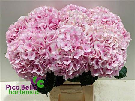 <h4>Hydr M My Vienna 60cm</h4>