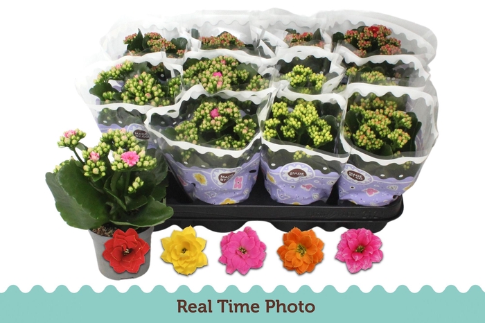 <h4>KAL GE GEM 5 KL</h4>