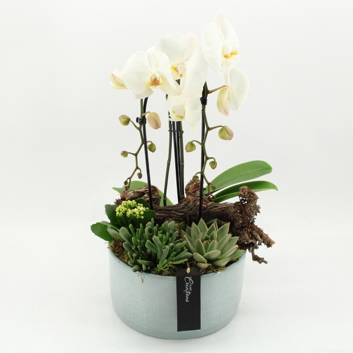 <h4>ARR KAMERPL BLOEI H%</h4>