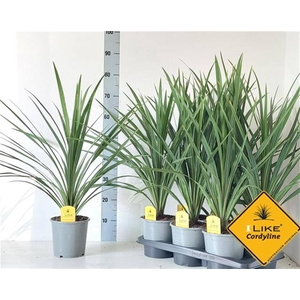 Cordyline indivisa Peko