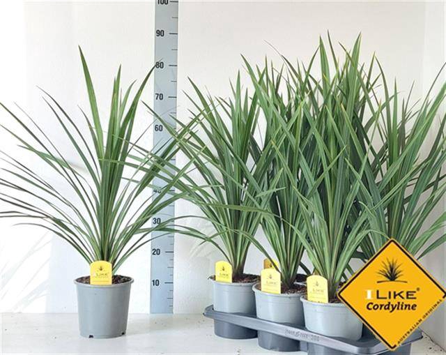 Cordyline indivisa Peko