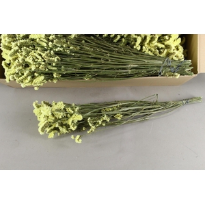 DF Statice Yellow Bs 85g