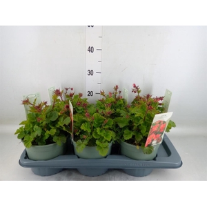 Geum  'Scarlet Tempest'