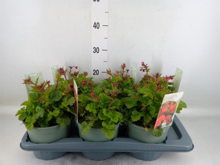 <h4>Geum  'Scarlet Tempest'</h4>