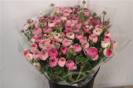 <h4>Ran El White Sfumato</h4>