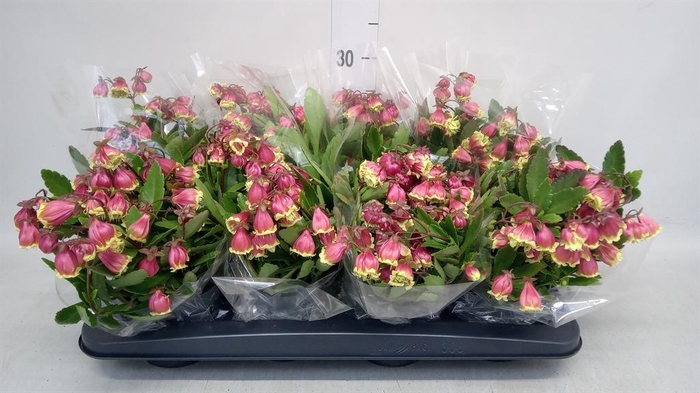 <h4>Kalanchoe HG 'Wendy'</h4>