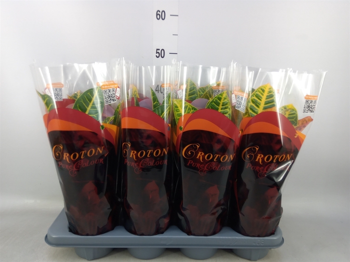 <h4>Codiaeum var. GR 'Petra'</h4>