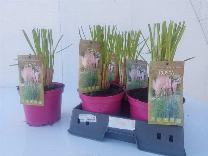 <h4>Cortaderia selloana 'Rosea'</h4>