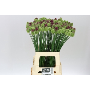 Allium Sphaerocephalon