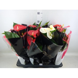 Anthurium   ...mix