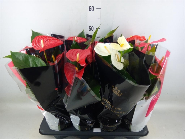<h4>Anthurium   ...mix</h4>