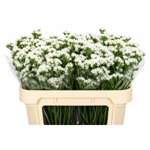 Limonium Sinuatum White