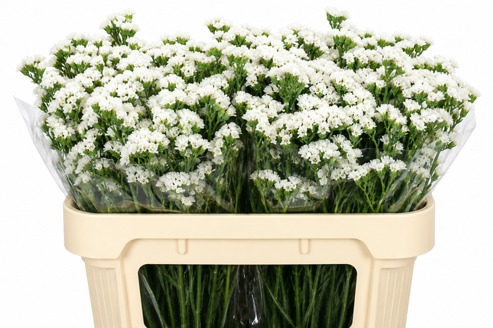 <h4>Limonium Sinuatum White</h4>