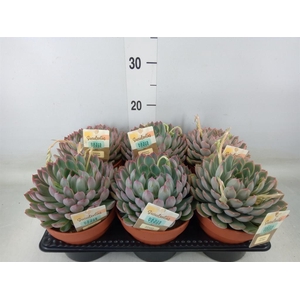 Echeveria   ...