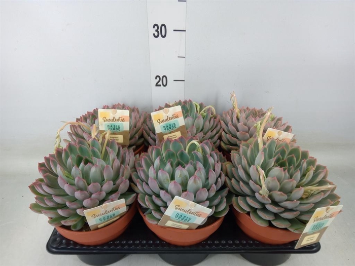 <h4>Echeveria   ...</h4>