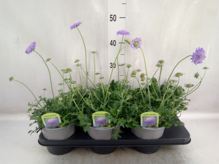 <h4>Scabiosa cauc. 'Staefa'</h4>