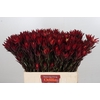 Leucadendron Blush Spray