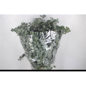 EUC CINEREA PER BOS