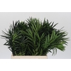 Podocarpus (Per stem)