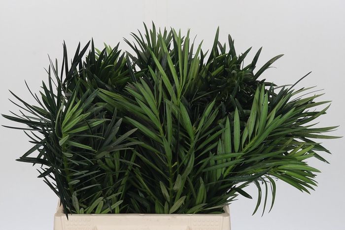 Podocarpus (Per stem)