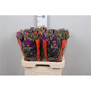 Eus G Picco Dark Violet