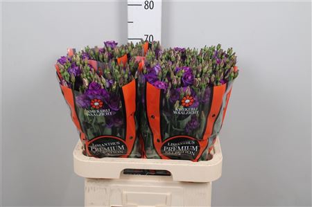 Eus G Picco Dark Violet