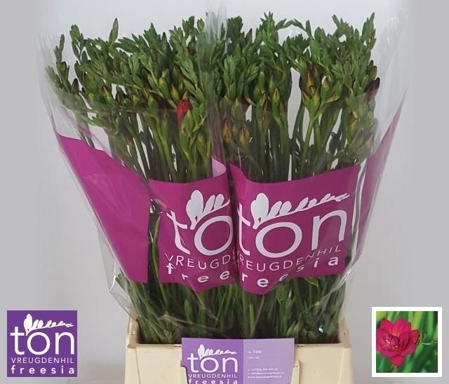 <h4>Freesia du Adele</h4>