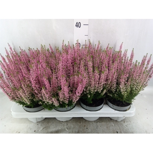 Calluna vulg. 'Beauty L Merlyn'