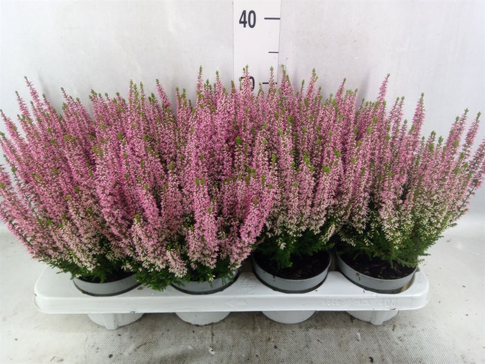 Calluna vulg. 'Beauty L Merlyn'