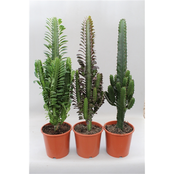 <h4>Desert mix Euphorbia</h4>