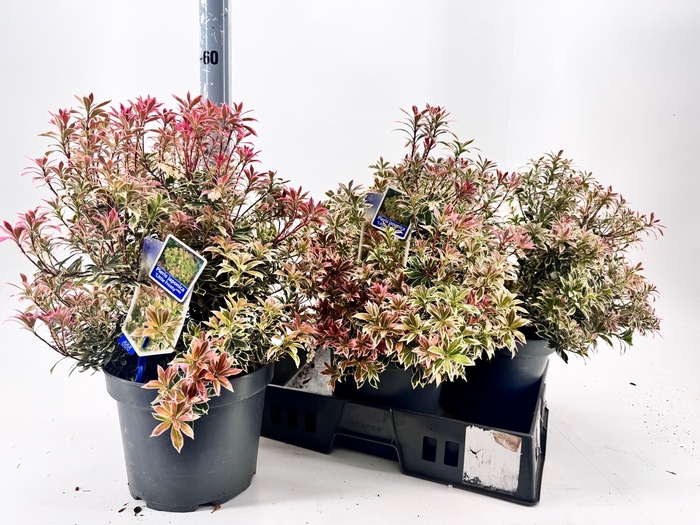 <h4>PIERIS JA L HEATH</h4>