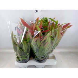 Rhipsalis   ...