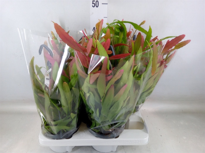 <h4>Rhipsalis   ...</h4>