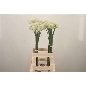 Allium Mount Everest