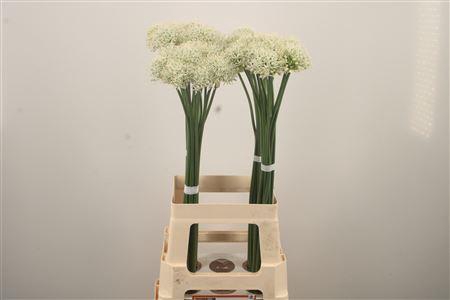 <h4>Allium Mount Everest</h4>