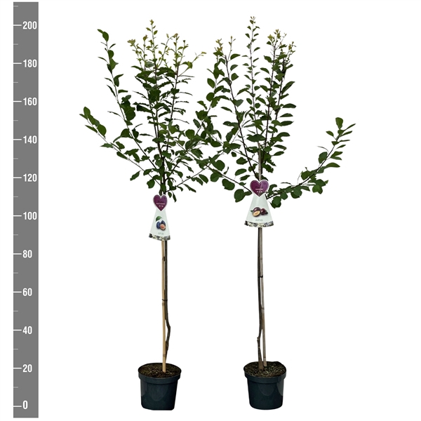 <h4>Prunus domestica halfstam MIX</h4>