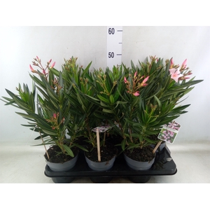 Nerium oleander   ...