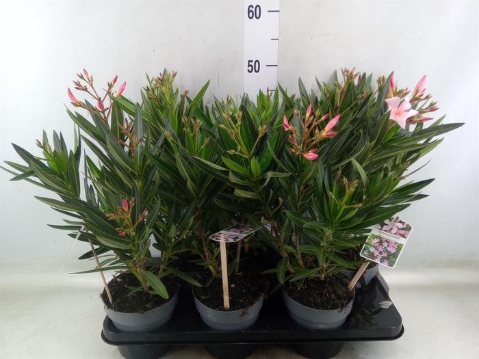 <h4>Nerium oleander   ...</h4>