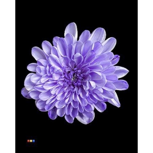 Chr T Altaj Pastel Lilac