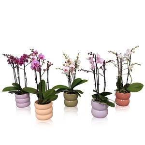 Phal. Multiflora 3-tak mix in keramiek BGC951 Bollen pot