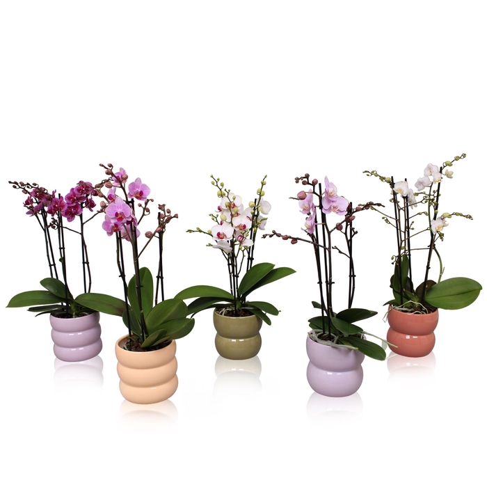 <h4>Phal. Multiflora 3-tak mix in keramiek BGC951 Bollen pot</h4>