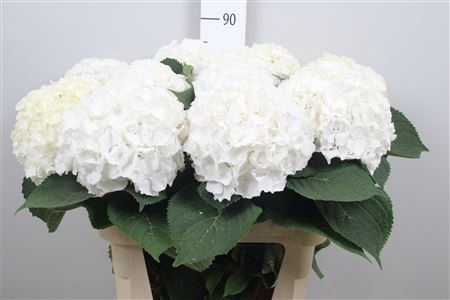 <h4>Hydr M Whi Verena</h4>
