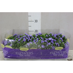 Campanula Double Blue