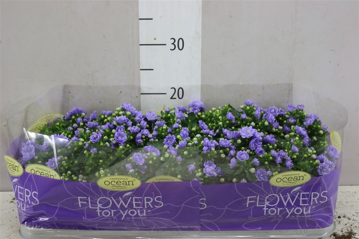 Campanula Double Blue